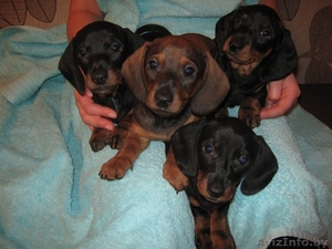 щенки таксы стандартной #632253