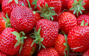 саженцы садовой земляники(клубники) #207804