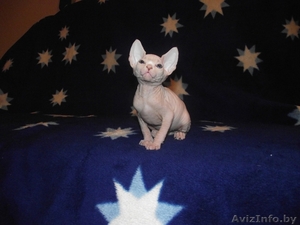 продажа котят канадского сфинкса #75271