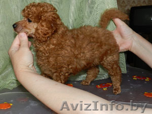 Отдам в надежные руки поводок с пуделем #641629