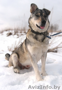 Добрая собака в дар #623925