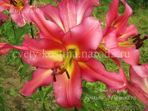 Предлагаю разнообразные лилии #327088