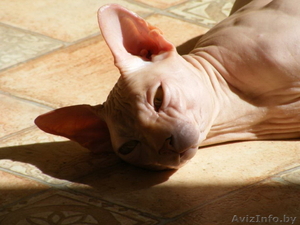 Канадский сфинкс в дар #637297