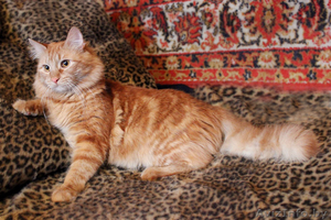 Маркиз - кот аристократических кровей #642647