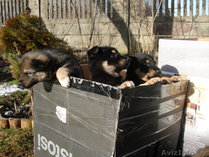 Щеночки,  2 месяца,  в хорошие руки #610477
