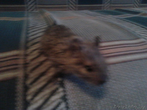 продам малышей дегу #617242