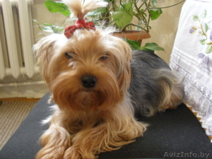 йоркширского терьера #618924