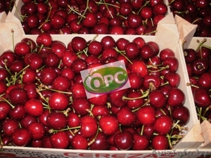 Свежая черешня оптом #637279