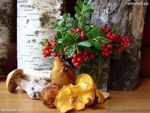 Сбор ягод и грибов в Швеции. #611560