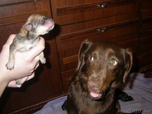 Малыши-щенульки в дар #625203