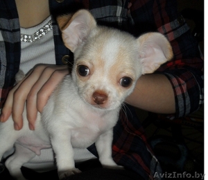 Щенок чихуахуа мальчик #640697