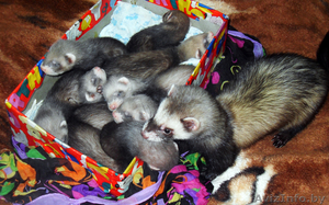 продам щенков хорька #641581