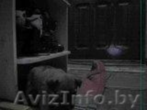 отдам щенка в хорошие руки! #625141