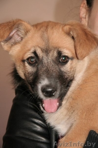 Маленькая Чапа ищет дом! #614597