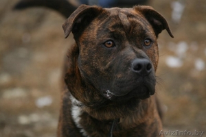 Амстафф Джек в Дар! #619049