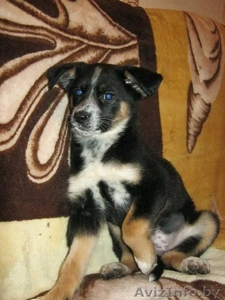 Ласковая малышка ищет дом #609098