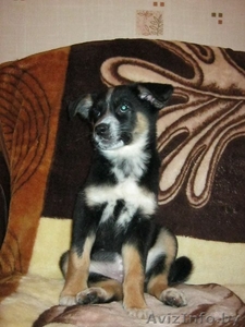 Замечательная малышка в добрые руки #622566