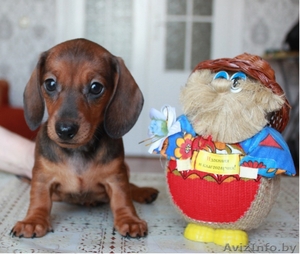 Щенки кроличьей и карликовой таксы от титулованных родителей #671176