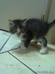 веселые и смышленые котята ищут уголок в вашем сердце #643012