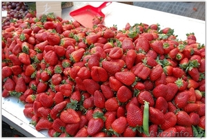 клубника оптом доставка по Беларуси бесплатно!!! #659767