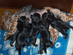 Продаю Йоркширских терьеров с родословной #653281