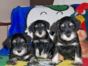 продаются шикарные щенки #667698