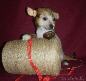 Голые и пуховые кобели и суки клубные щенки #671636