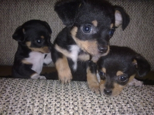 Продаются щенки чихуахуа (2 месяца) #645913