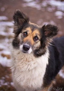 Милая собака ЛАСКУША ищет дом #649753