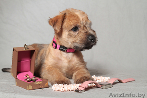 Щенки Ирландского Мягкошерстного Пшеничного Терьера #663729