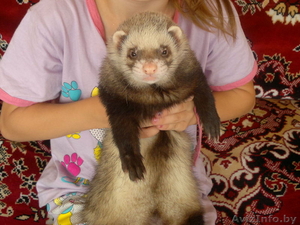 продам хорька в г.Барановичи #664194