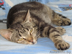 Роза – молоденькая самодостаточная красотка в добрые руки #665000