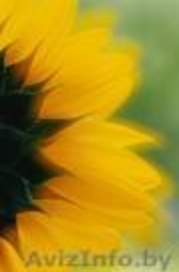 шрот подсолнечника продам #650164