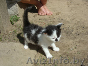 Котята - три пушистика в дар #649801