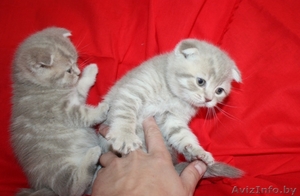 Шотландские вислоухие и прямоухие котята (скоттиш фолд и скоттиш страйт)       #666070