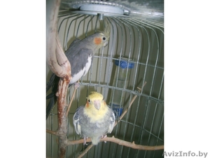 Продам пару взрослых карелл с клеткой #654345