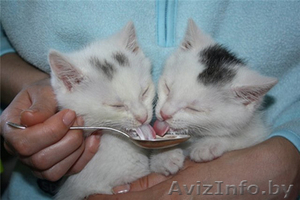 Маленькие котята в дар! #658973