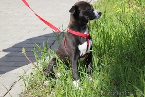 Ищем семью для щенка-девочки #672952