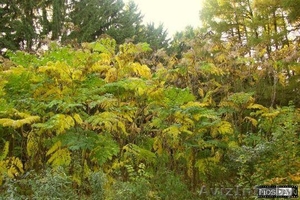 продаю саженцы аралии маньчжурской #631015