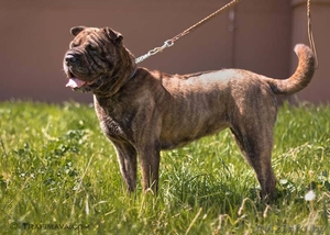 Багира - всё лучшее от шарпея и мастифа #645575