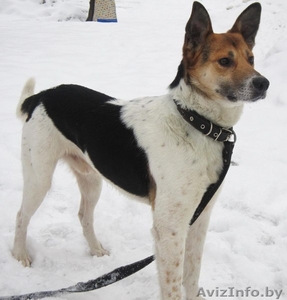 Молодой пёс в хорошие руки #656817