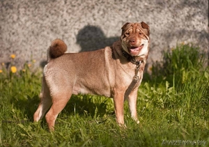 Босс - метис шарпея #645573