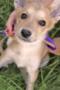 Отдаем даром щенка! #661614