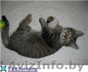 Ласковый котейка Барс ищет хозяев! #652539