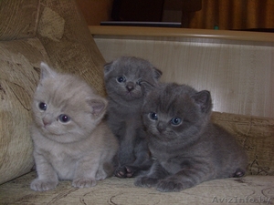 шотландские котята /скоттиш страйт и скоттиш фолд #657513