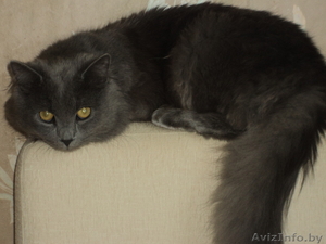  Красивый кот ищет кошечку для вязки #658632