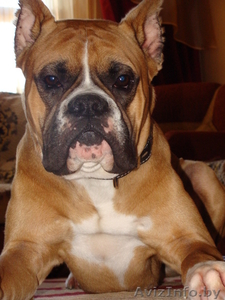 кобель боксера на вязку #645392