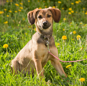 Милаят собачка в дар! #646295