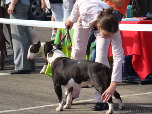 Дрессировка,  хендлинг,  выгул собак. #658527