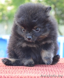 Померанского шпица щенки #673825